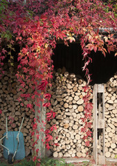 Autumnal woodpile