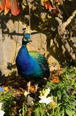 Obraz premium Peacock Capture