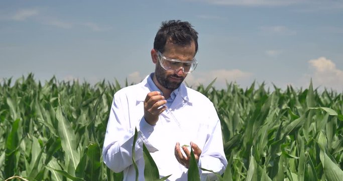A plant specialist, examines the corn fields, in a white coat takes a sample of leaf moisture, a background of greenery Concept ecology corn bio product inspection water natural products, professional