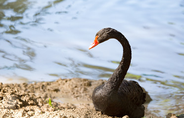 Obraz premium Ducks on the pond in the park