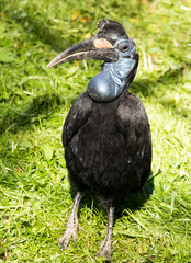 Wild raven with a big beak on the nature