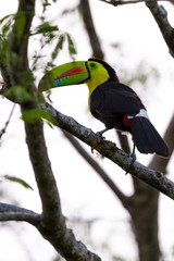 keel-billed toucan Ramphastos sulfuratus