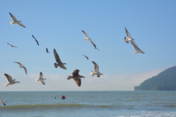Fototapeta na wymiar vôo das gaivotas