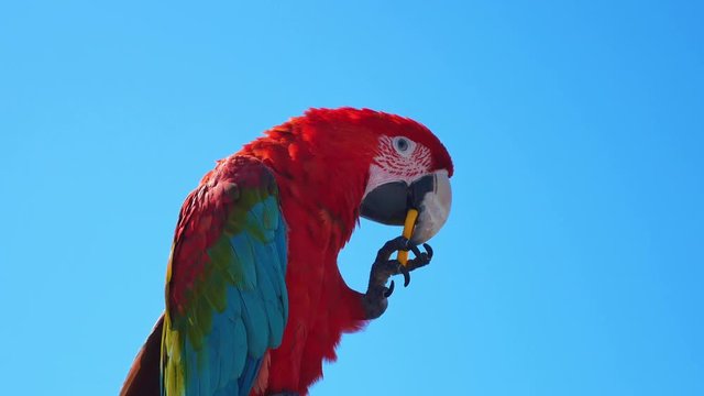 High quality video of colourful parrot in 4K