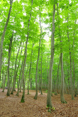 Fototapeta na wymiar 新緑の美人林