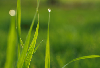 Dew Drops on a Summer Morning