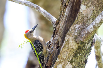 black-cheeked woodpecker (melanerpes pucherani)