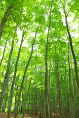 Plakat 新緑の美人林
