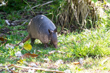 Nine-banded armadillo- (Dasypus novemcinctus)