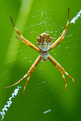 large tropical spider