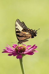 Swallowtail Butterfly perched on a Pink Flower