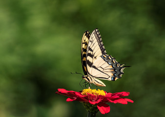 Swallowtail Butterfly perched on a Red Flower