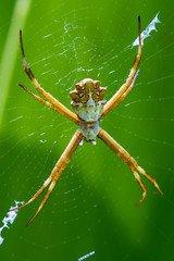 large tropical spider