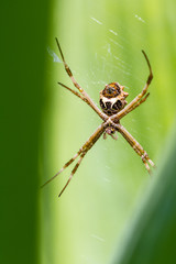 large tropical spider