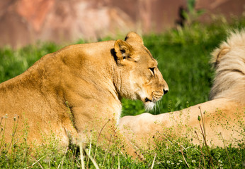 Lioness lies on the grass in the wild