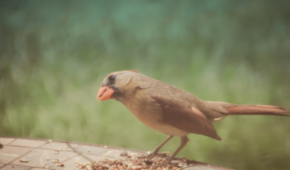 Male and Female Cardinals 