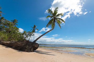 Solitary palm tree on exotic beach from Boipeba Islands. Palm tree and amazing exotic beach