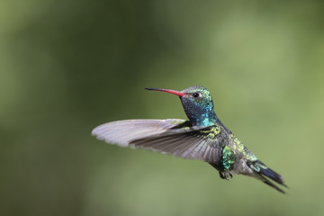 Braod-billed Hummingbird in Flight