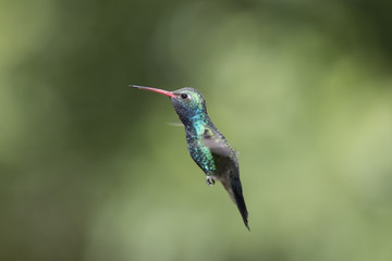 Broad-billed Hummingbird Flying