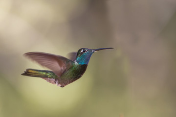 Magnificent Hummingbird