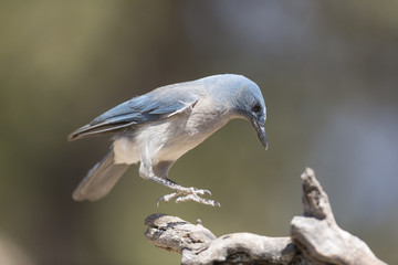 Mexican Jay Landing
