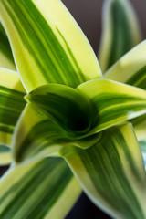 Obraz premium vivid tropical plant