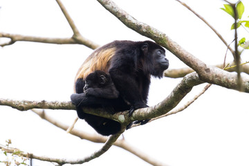 mama howler with her baby
