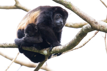 mama howler with her baby