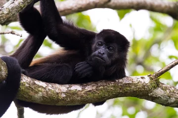 Cercles muraux Singe singe hurleur au Costa Rica