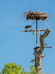 Osprey eating freshly caught fish at his nest
