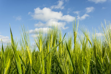 Organic green wheat close up