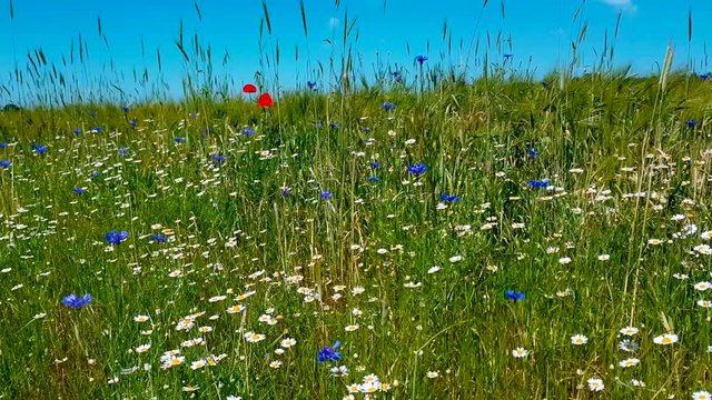 Blumenwiese mit Mohnblume