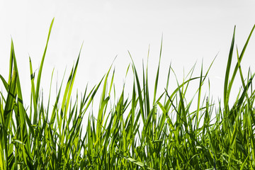 Grass on white background