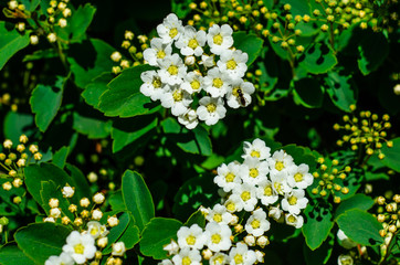 Blossoming bush Spirea arguta (Brides wreath)