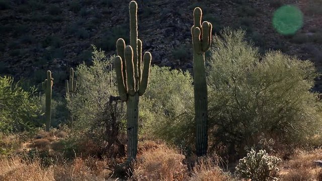 Saguaro Cactus- Zoon into a Cactus. The Saguaro is a cactus species which can grow to be over 70 feet (21 m) tall. It is native to the Sonoran Desert in Arizona, parts of Mexico and California.