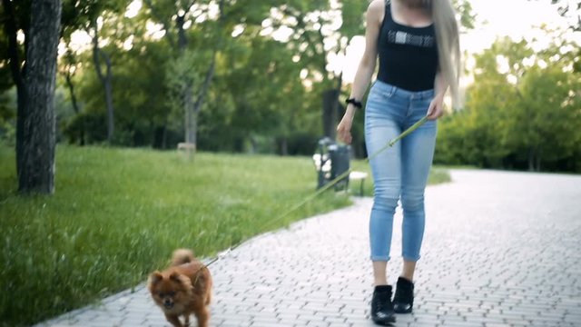 Young sexy blond woman with very long flowing hair is walking in the park with a dog of the Pomeranian spitz breed.