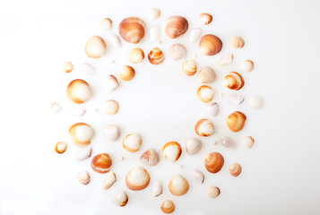pattern from shell on a white background