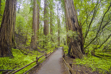 Walkway through Redwood Forest - a great adventure