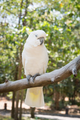 White Parrot - Sulphur-crested cockatoo - Cacatua galerita standin.