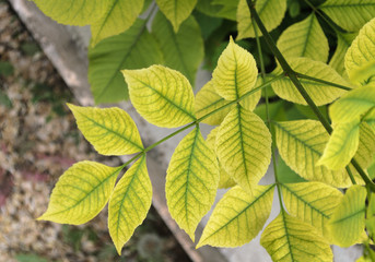Fototapeta na wymiar Green leaves on a bush branch.