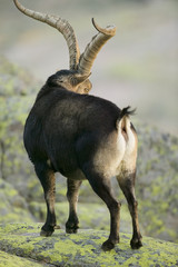 Spanish Ibex (Capra pyrenaica victoriae) at Sierra de Gredos