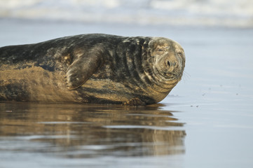 Fototapeta premium Grey Seal male in the shore break (Halichoerus grypus) at Donna Nook UK
