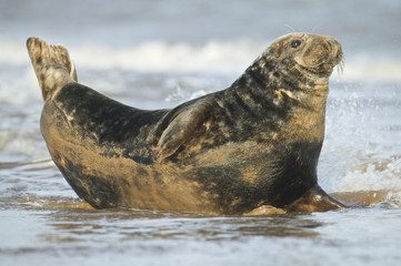 Naklejka premium Grey Seal male in the shore break (Halichoerus grypus) at Donna Nook UK