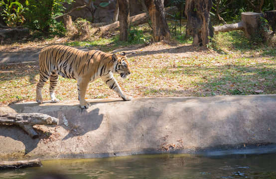 Tiger walking