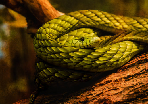 Eye of Snake coiled on tree log, Green Mamba
