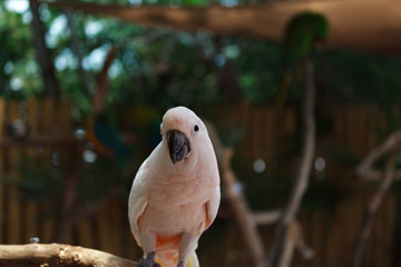 Cockatiel 2