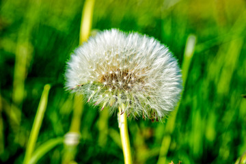 Puff flower on a little meadow