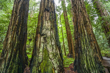 The giant trees of the Redwood Forest