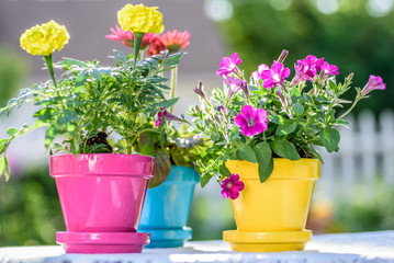 Closeup of three colorful flowerpots with white picket fence in background