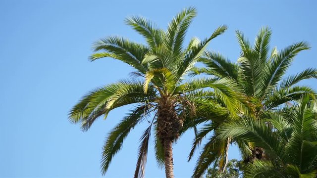  High quality video of palm tree on the blue sky in 4K
